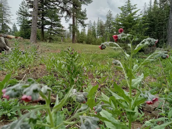 Alder Thicket Campground 6