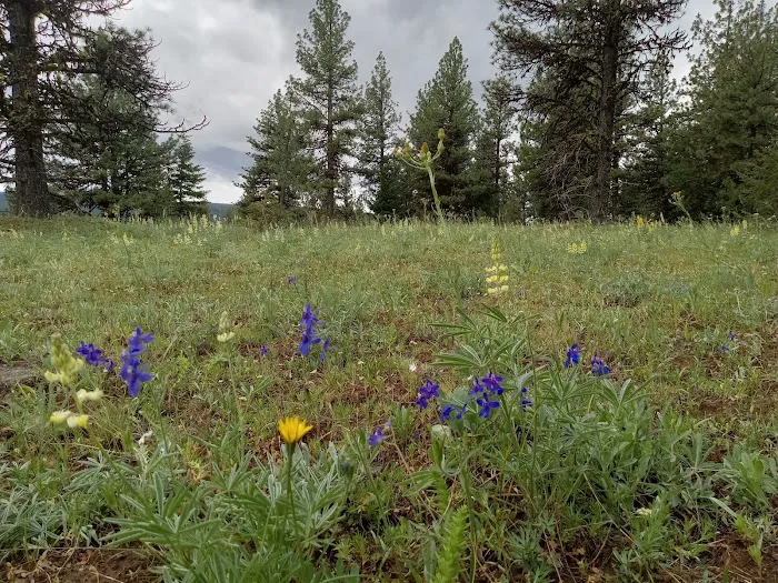 Alder Thicket Campground 5