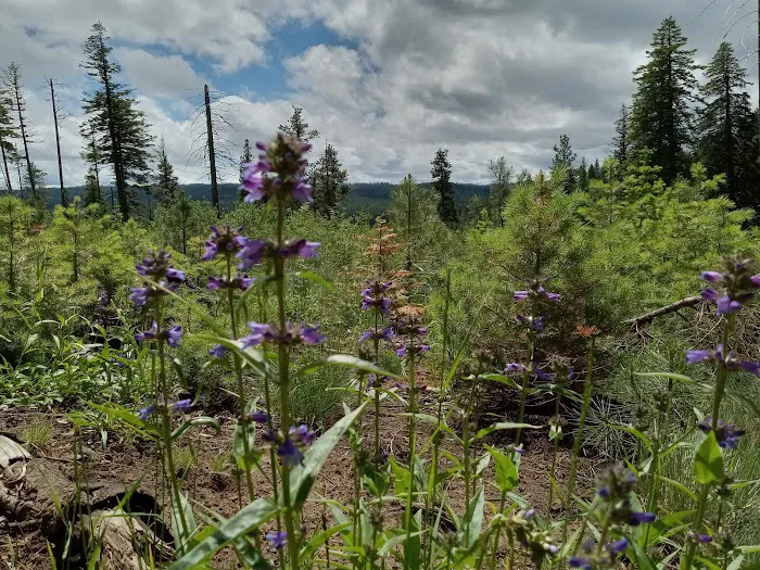Alder Thicket Campground 4