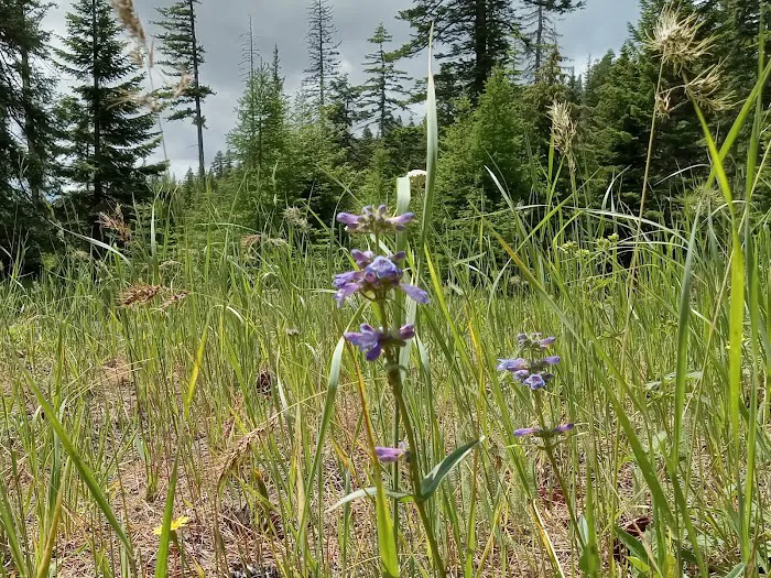 Alder Thicket Campground 9