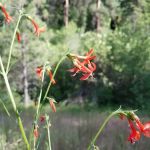 Driftwood Campground