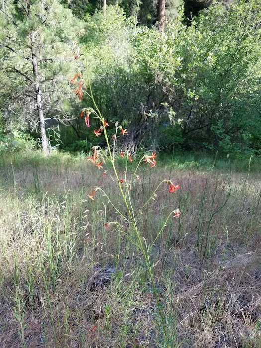 Driftwood Campground 1