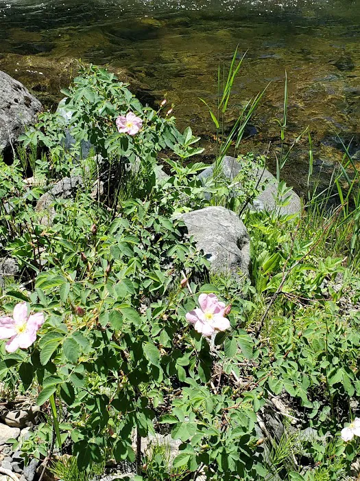 Welch Creek Campground 0