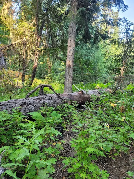Cutsforth Campground 3