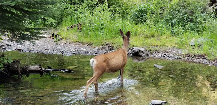 McCully Forks Campground 3