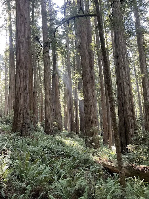 Redwood Creek Dispersed Camping 2