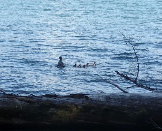 South Shore Boating Site