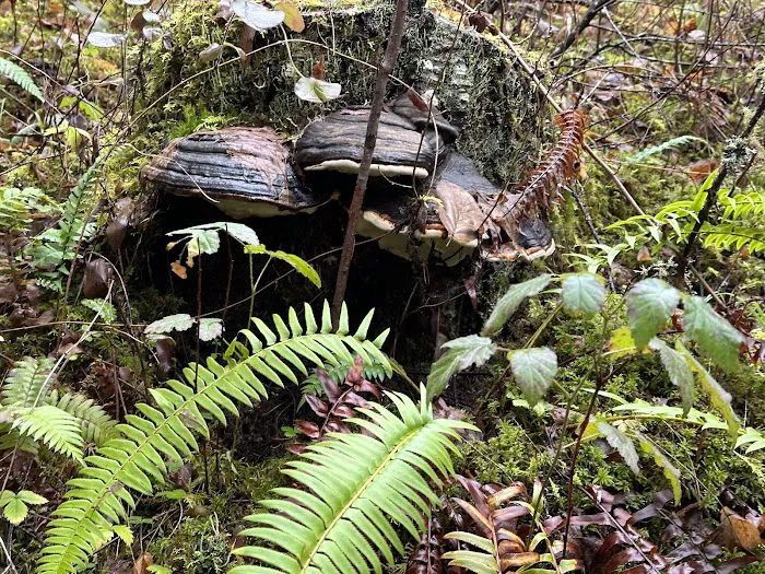 Slow Your Roll Abodes Glamping 4