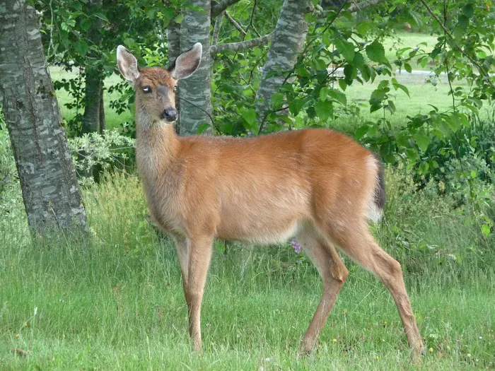 Powder Creek Campground 4