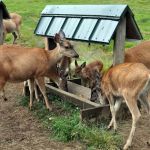 Powder Creek Campground