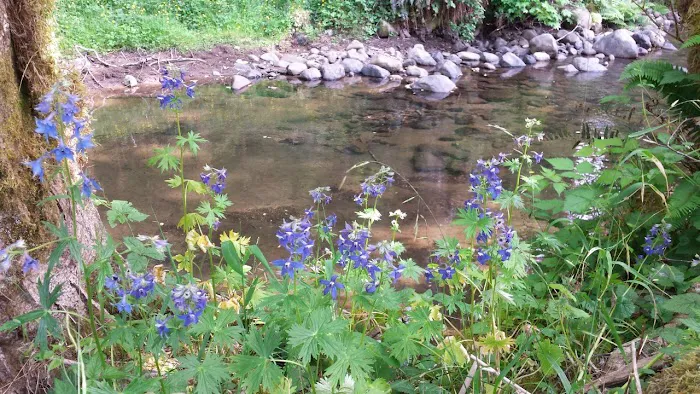 Powder Creek Campground 8