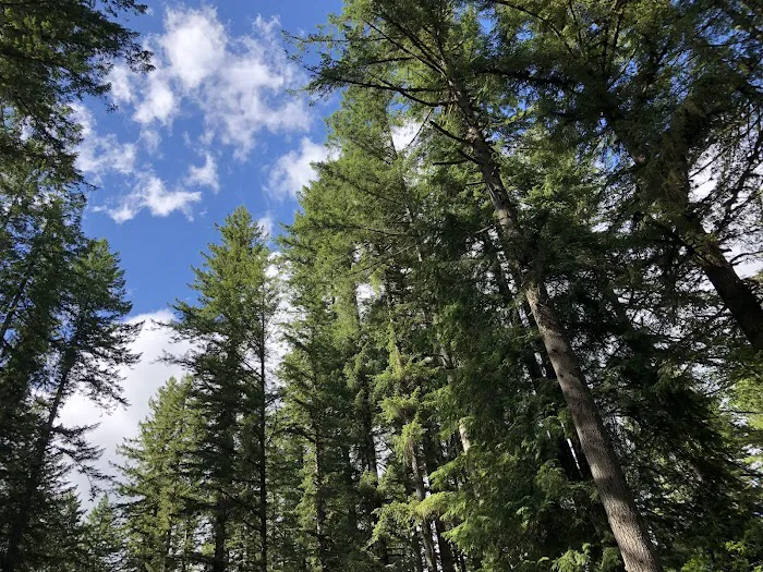 Trask River County Campground 7