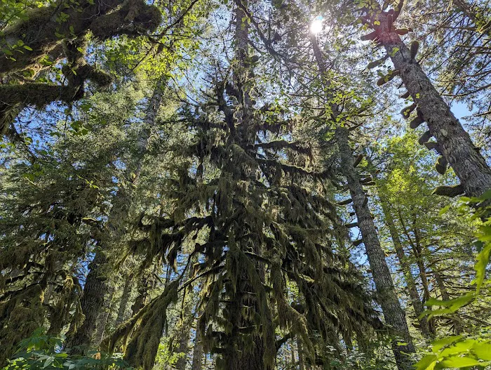 Hebo Lake Campground 1