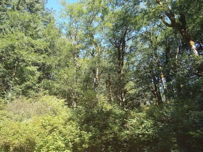 Hebo Lake Campground 7
