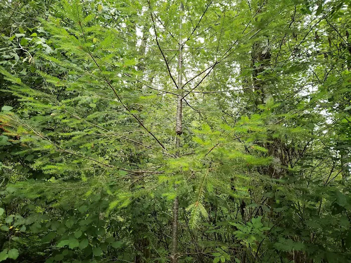 Keenig Creek Campground 5