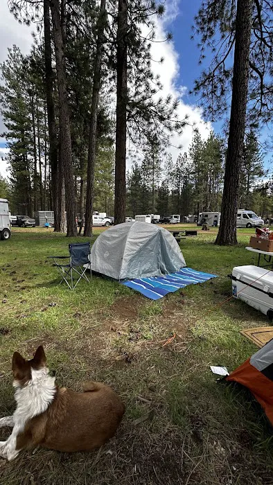 Sisters Cow Camp 4