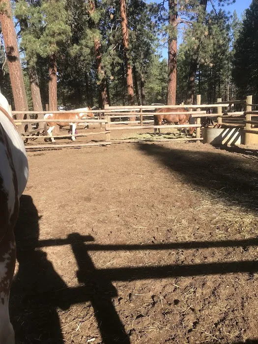 Sisters Cow Camp 6