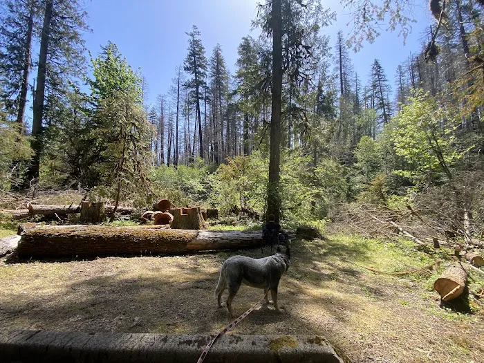 Breitenbush Campground 0