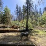 Breitenbush Campground