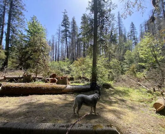 Breitenbush Campground