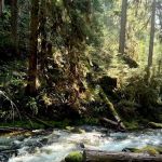 Mineral Camp Campground