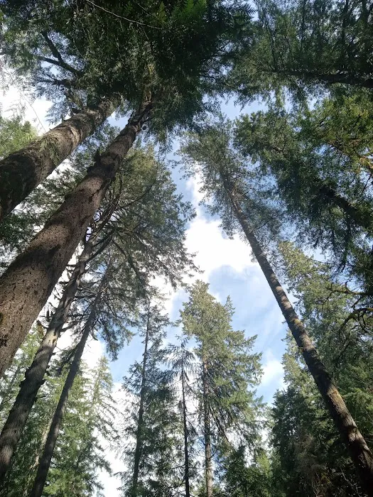 Mineral Camp Campground 1