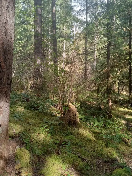 Mineral Camp Campground 7