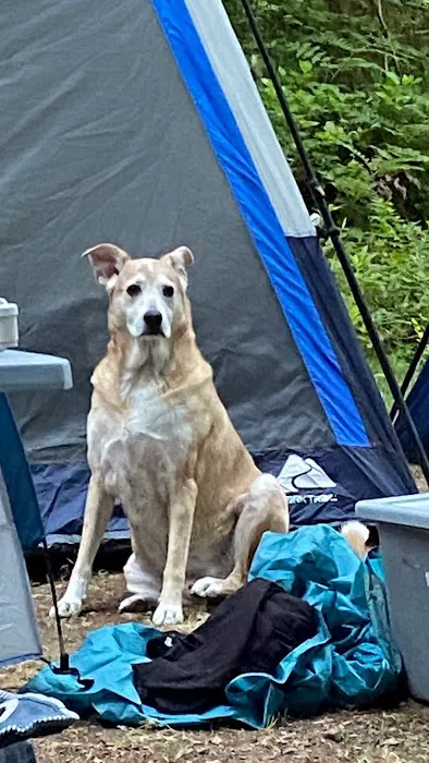 Mineral Camp Campground 6