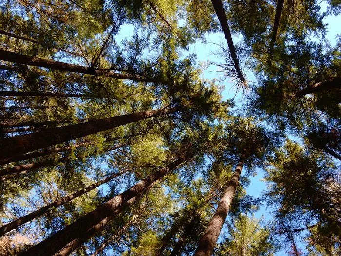Sharps Creek Recreation Site 8