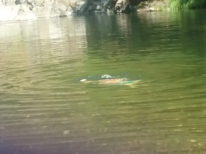 Dumont Creek Campground 8
