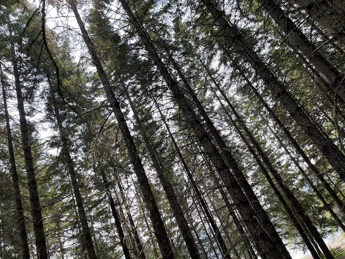 Chief Miwaleta Campground 9