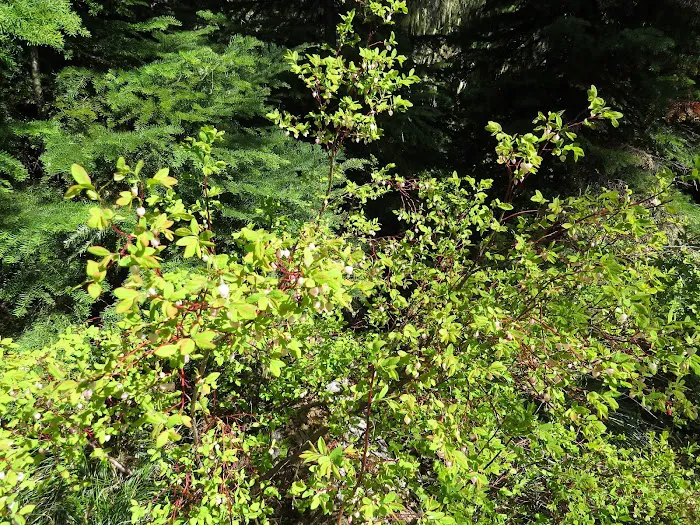 Blair Lake Campground 1