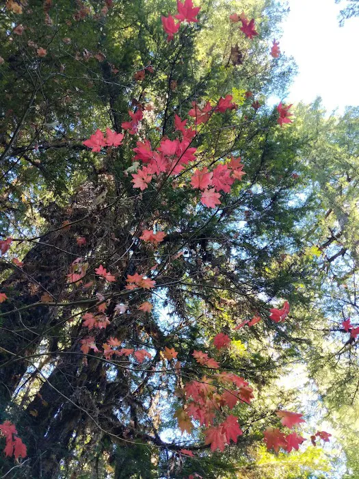 Kiahanie Campground 9