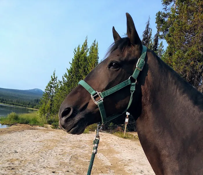 Whitefish Horse Camp 6
