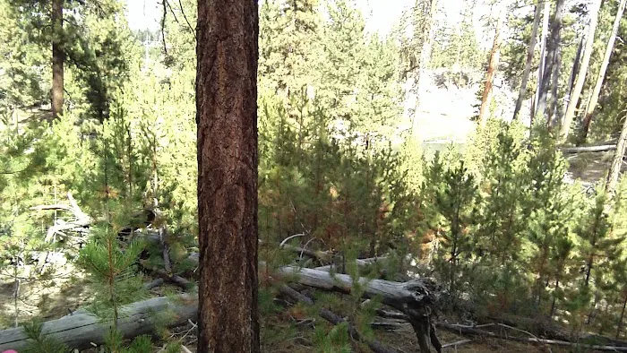 Pringle Falls Campground 2