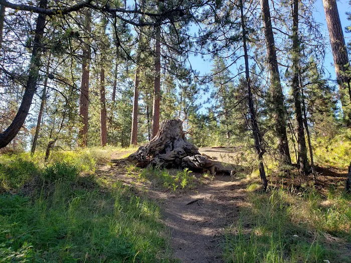 Pringle Falls Campground 9