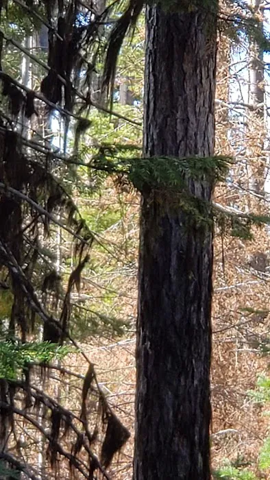 Whistler Campground 2