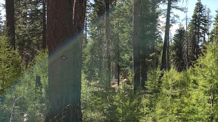 Whistler Campground 4