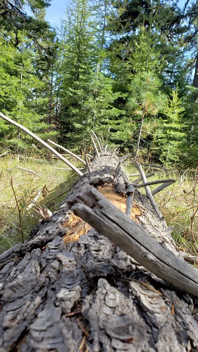 Whistler Campground 5