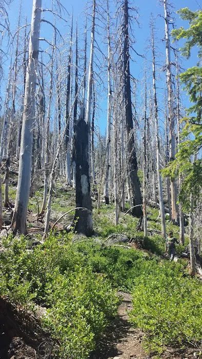 Breitenbush Lake Campground 3