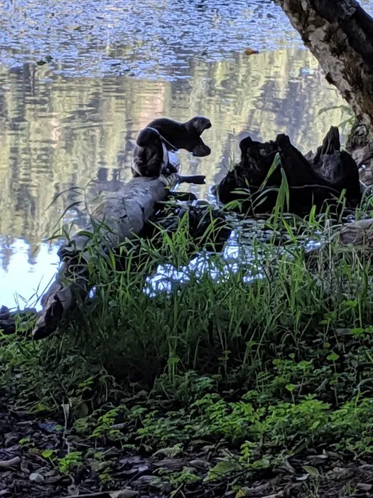 Upper Lake Creek 1