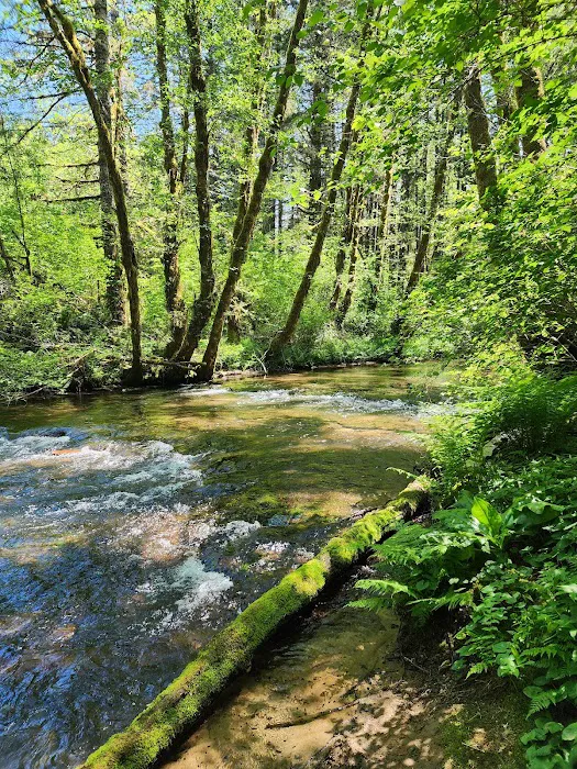Alsea Falls Campground 7