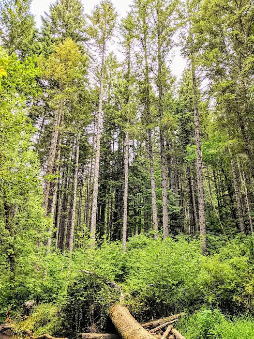 Alsea Falls Campground 6