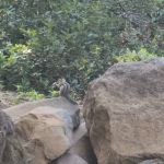 Camp Esther Applegate