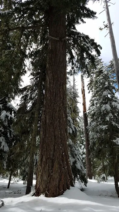 South Brown Mountain Shelter 3