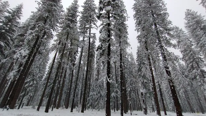 US Forestry Department 0