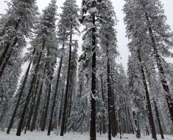 US Forestry Department