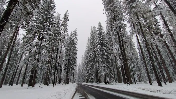 US Forestry Department 2