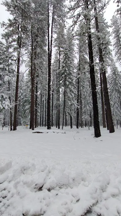 US Forestry Department 4