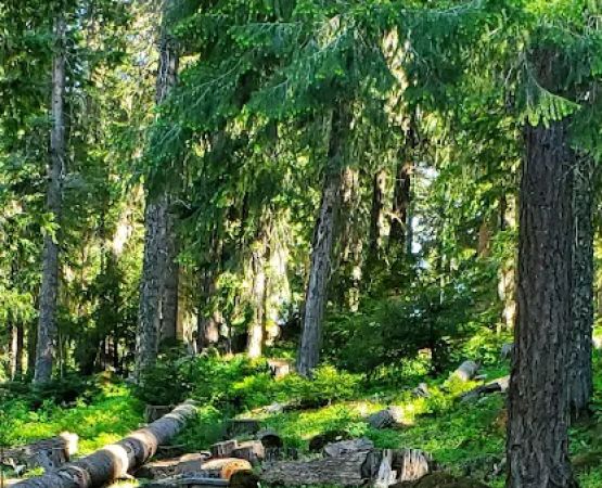 Daley Creek Campground